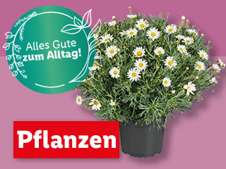 Pflanzen | Ab Montag, 22.4.