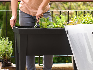 Garten Anzucht | Ab Donnerstag, 22.2.