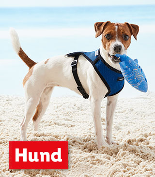 Hund | Ab Montag, 13.1.