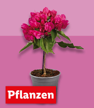 Pflanzen | Ab Montag, 27.5.