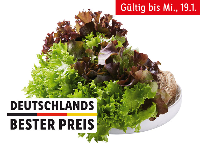 Multicolor-Salat mit Wurzeln