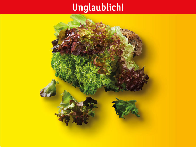 Multicolor-Salat mit Wurzeln