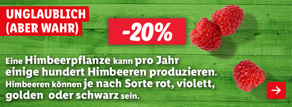 Unglaublich (aber wahr): Eine Himbeerpflanze kann pro Jahr einige hundert Himbeeren produzieren. Himbeeren können je nach Sorte rot, violett, golden oder schwarz sein.