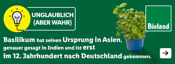 Unglaublich (aber wahr): Basilikum hat seinen Ursprung in Asien, genauer gesagt in Indien und ist erst im 12. Jahrhundert nach Deutschland gekommen.