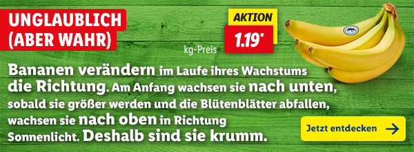 Unglaublich (aber wahr): Bananen verändern im Laufe ihres Wachstums die Richtung. Am Anfang wachsen sie nach unten, sobald sie größer werden und die Blütenblätter abfallen, wachsen sie nach oben in Richtung Sonnenlicht. Deshalb sind sie krumm.